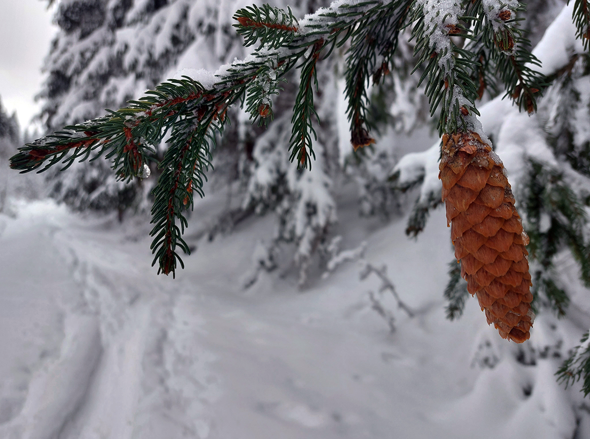 skifatrizmus-aktual-z-pasienkov-pod-liprunom